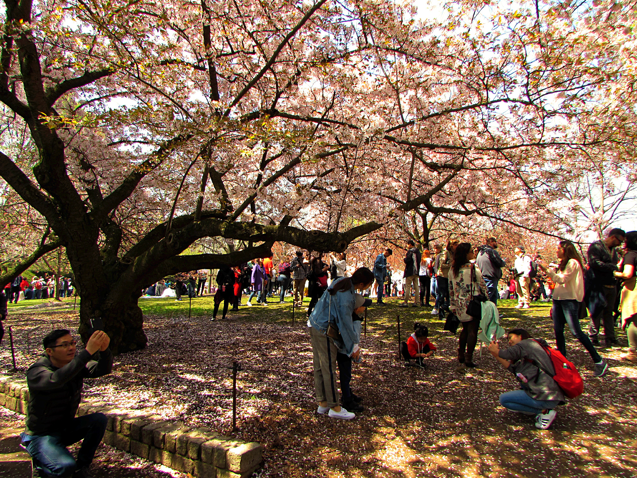 Brooklyn’s Own Cherry Blossom Festival – Sakura Matsuri 2018
