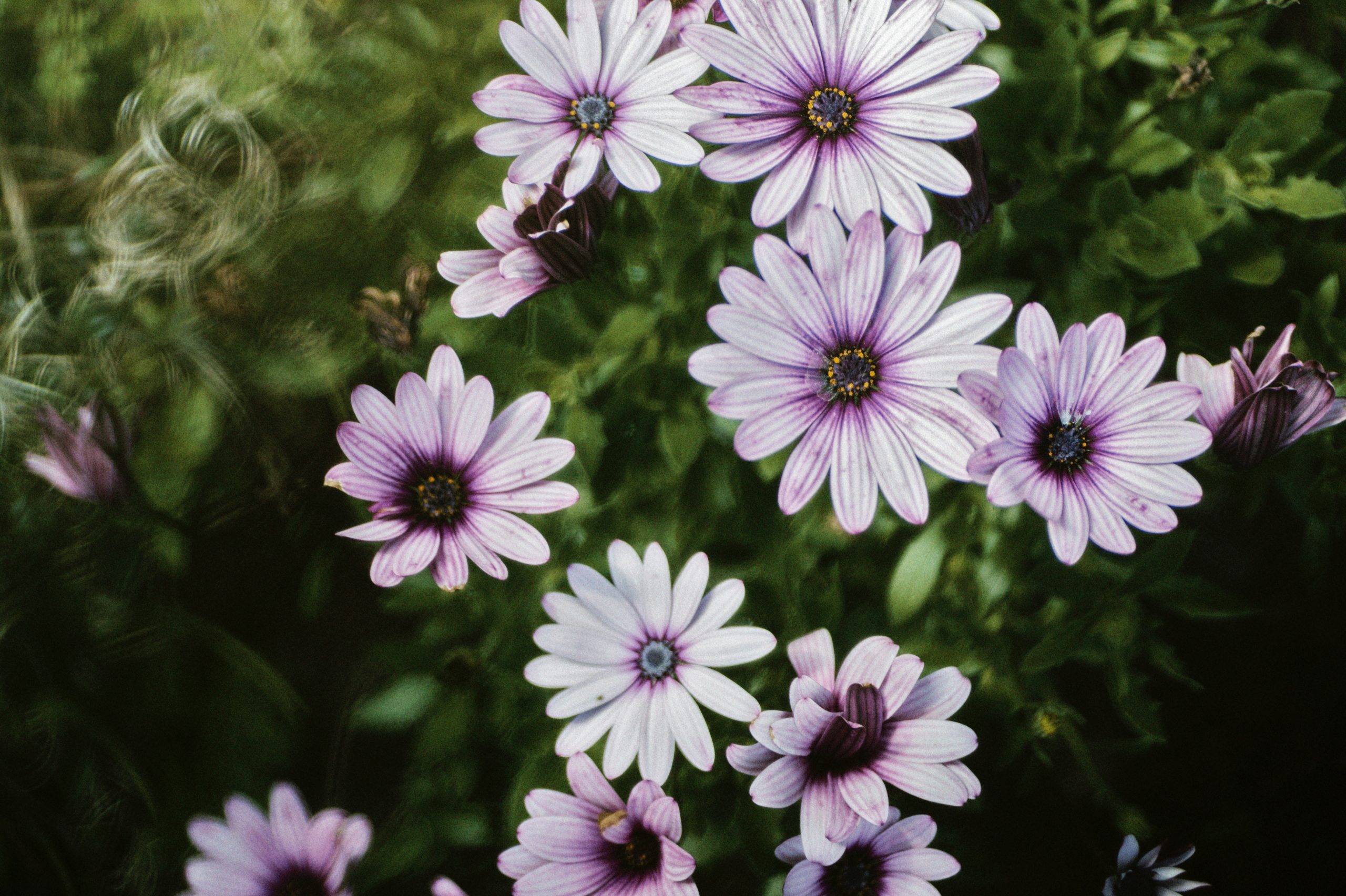 I had dental work done